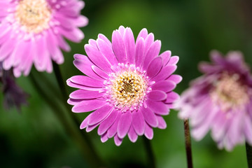 Obraz premium Macro Flower