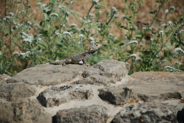 lizard on stone