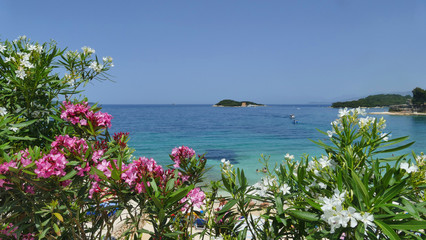 Pink and white Nerium oleanders with sea and blue sky on background,romantic summer atmosphere