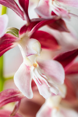 The flying orchid (Calanthe) with limited depth of field