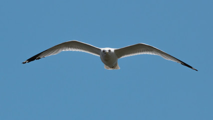 seagull in flight