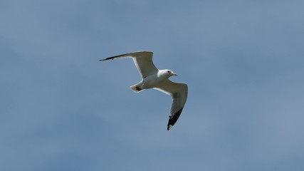 seagull