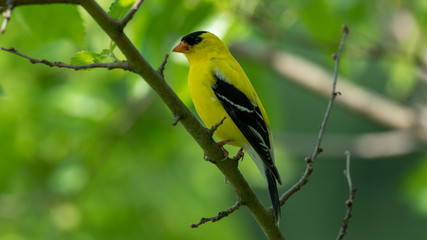 bird on a branch