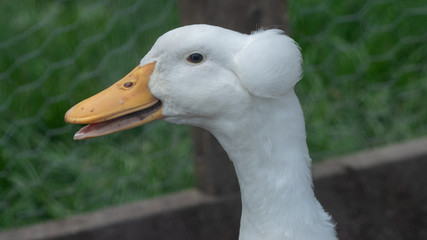 duck
