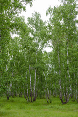 Beautiful birch grove in summer