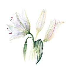 White gentle lilies with leaves and blossoms. Hand drawn watercolor illustration isolated on white.