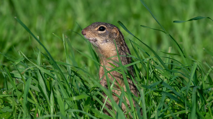 gopher