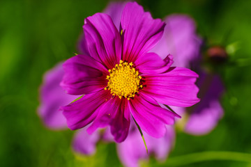 Obraz premium Macro Flower