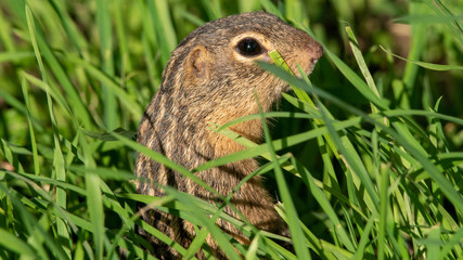 gopher