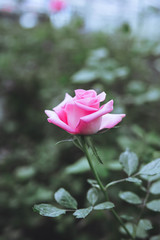 The Pink Rose Bud