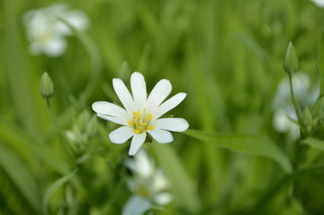 daisy in green grass