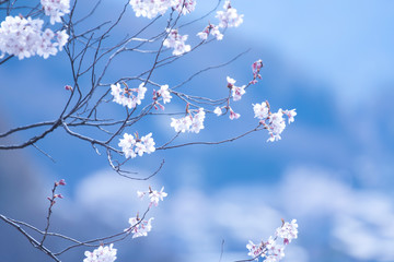 Obraz premium sakura