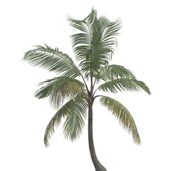 Fototapeta premium Palm Tree 3d illustration isolated on the white background