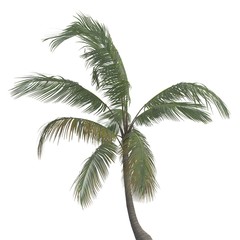 Fototapeta na wymiar Palm Tree 3d illustration isolated on the white background