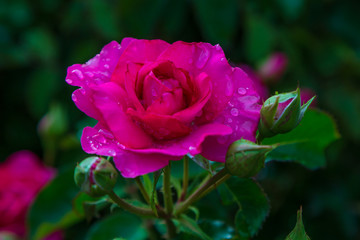 雨に濡れた薔薇の花