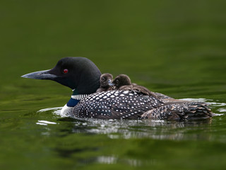 Two babies common loon chicks take rides on the back of its parent  © FotoRequest