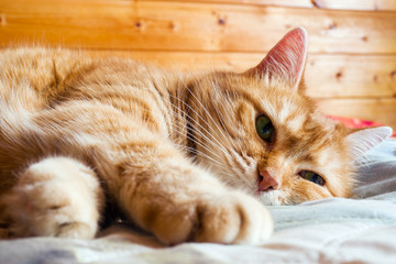 Ginger cat years on the bed in a blanket. cozy home and relax concept.