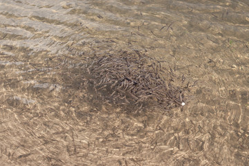  Eating fish in the lake