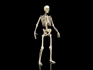 Human Skeleton isolated - 3d render