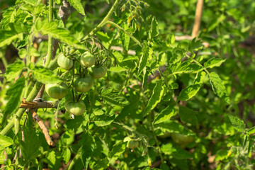 Natural orchard, ecological and bio growing plants