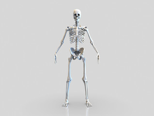 Human Skeleton isolated - 3d render