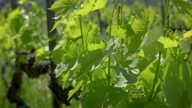 Close-up shot of a branck of not yet ripe grapes on vine in vineyard in summer.