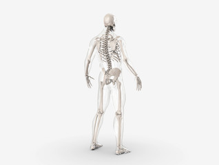 Human Skeleton isolated - 3d render