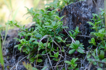 Small bushes with green leaves and juicy berries cranberries grow at the stump in the shade.