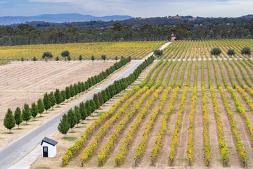 Stunning view of a vineyard on a winery Tour in Victoria, Australia