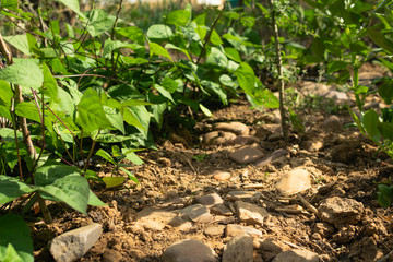 Natural orchard, ecological and bio growing plants