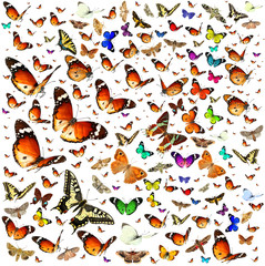 Butterflies migrating flight. Isolated on a white background. Wildlife. Insects. Colors. Nature 