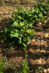 Natural orchard, ecological and bio growing plants