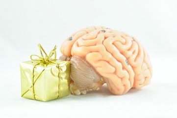 human brain anatomy model