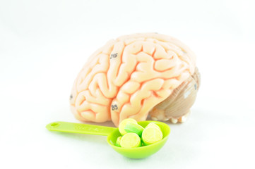 human brain anatomy model