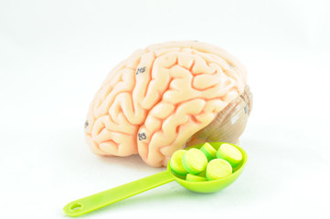 human brain anatomy model