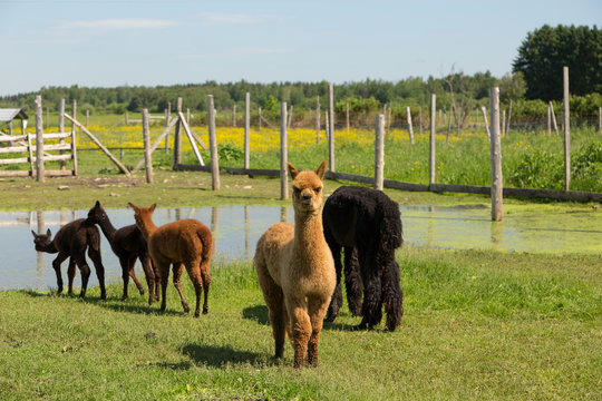 Funny red juvenile alpaca standing guard with stern expression while baby alpacas walk to small pond during a summer morning, Pont-Rouge, Quebec, Canada