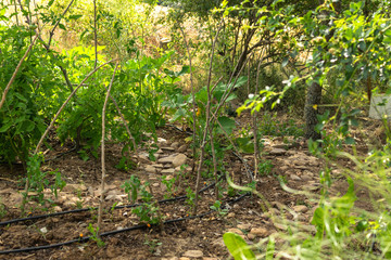 Natural orchard, ecological and bio growing plants