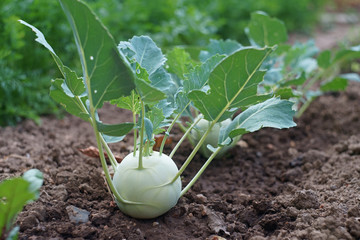 kohlrabi plant in garden