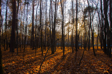 The sun's rays at sunset gently creep over the leaves of the golden forest