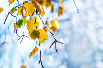 Birch branch with multicolored autumn leaves on a light blue background in the autumn_