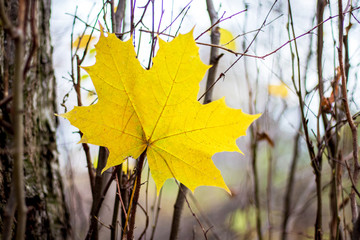 Yellow large maple leaf on the background of trees in the fall_