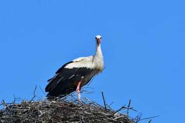 young stork against blue sky,Zahlinice,Czech republik