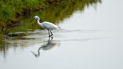 Little Egret Egretta Garzetta Walking on the Marshland