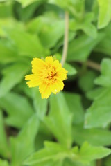 yellow flower on green background of grass