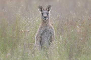 Fototapeta na wymiar Eastern Grey Kangaroo