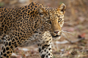 Fototapeta na wymiar Leopard, Panthera pardus, Panna National Park, Madhya Pradesh, India.