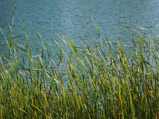  Grass in a lake