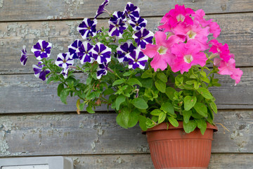 Colorful petunias in a pot in the open air on a wooden wall
