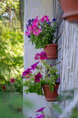 Colorful petunias in a pot in the open air on a wooden wall
