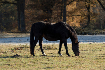Horse and autumn season, Auvergne, France.